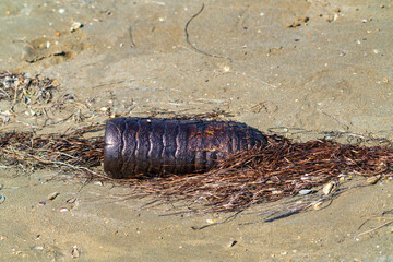 Plastic bottle on the seashore pollutes the environment