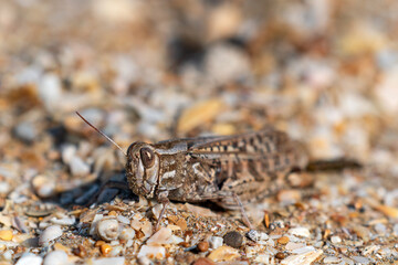 Grasshopper on the sand