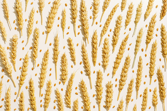 Pattern with ears of wheat, close up golden yellow wheat spikelets at sunlight with hard shadow. Top view layout minimal style, aesthetic trend, autumn seasonal crop and harvest concept