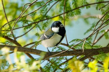 Japanese tit(Parus minor)