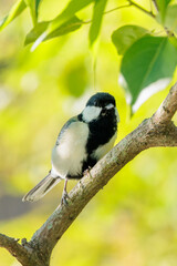 Japanese tit(Parus minor)