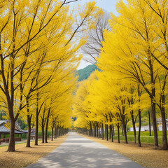 Row of yellow ginkgo trees 