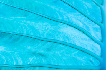 beautiful leaf texture painted in blue color