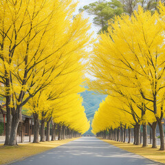 Row of yellow ginkgo trees 