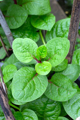 Ceylon spinach or basella rubra linn