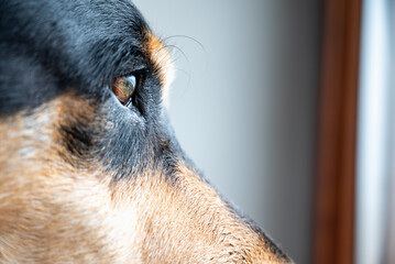 portrait of a dog looking into the distance.dog looking out the window. Dog waiting for its master.