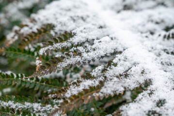 green fern with snow. fern in winter. winter concept. green color with white.