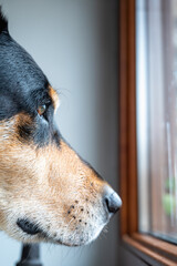 portrait of a dog looking into the distance.dog looking out the window. Dog waiting for its master.