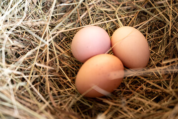 several eggs in the straw nest. Chicken eggs in straw. Potholes. Close-up of eggs.