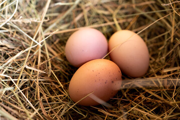 several eggs in the straw nest. Chicken eggs in straw. Potholes. Close-up of eggs.