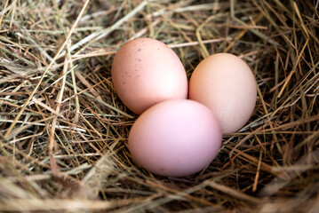 Naklejka na ściany i meble several eggs in the straw nest. Chicken eggs in straw. Potholes. Close-up of eggs.
