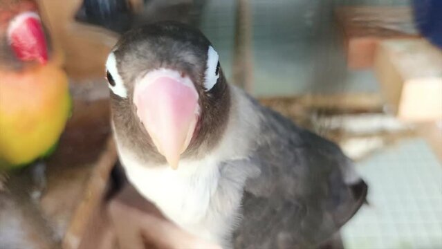 Close-up Of A Batman Type Love Bird In A Cage