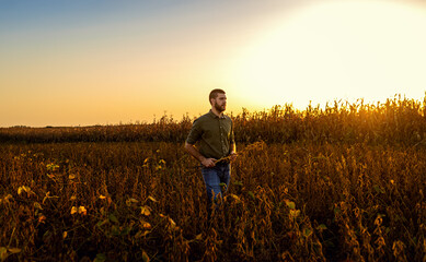Young farmer standing in a soy field examining crop before harvest.