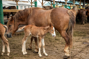 Naklejka na ściany i meble A newborn foal with mother on the farm