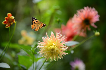 Schmetterling 1118