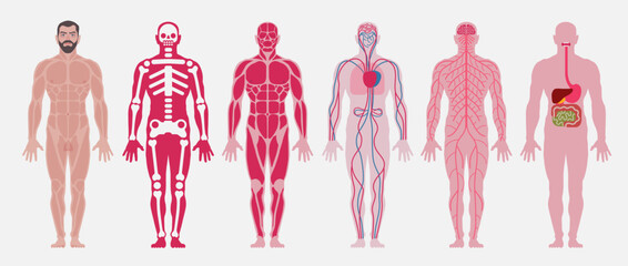 Human body anatomy. A set of: skeletal (skeleton, bones), muscular, nervous, circulatory (cardiovascular), digestive systems of a person. Vector flat illustration. - obrazy, fototapety, plakaty