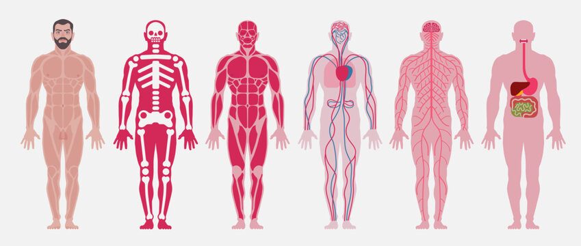 Human body anatomy. A set of: skeletal (skeleton, bones), muscular, nervous, circulatory (cardiovascular), digestive systems of a person. Vector flat illustration.