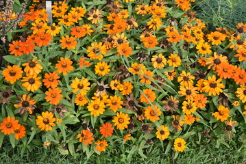 Zinnia orange au jardin en été