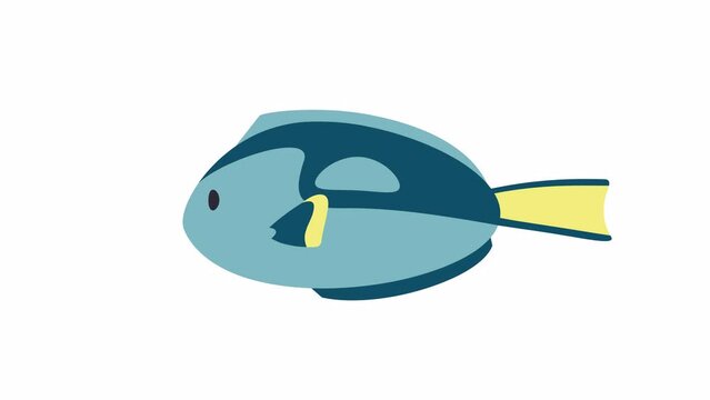Swimming paracanthurus. Loopable animation video. 2D motion graphics with alpha channel.