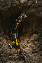 Feuersalamander im Wald, in den Morgenstunden