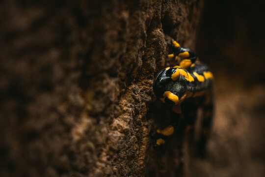 Feuersalamander im Wald, in den Morgenstunden