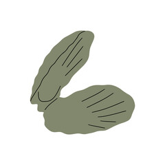 Tropical underwater seashell. Hand drawn sea mollusk shellfish element. Vector illustration in scandinavian style.