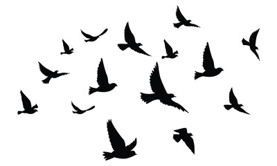 silhouettes of flock birds fly in sky	