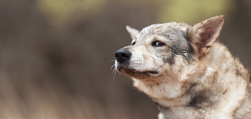 Fototapeta premium Gray wolf, Canis lupus in the forest. Wolf in the nature habitat. Wolf looking right in the forest