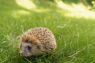 Hedgehog on a green lawn.