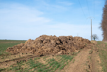 Pile of manure in a field. spreading of manure. manure for soil enrichment. Soil enrichment for crops. Close-up of manure in a meadow