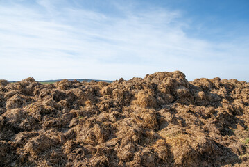 Pile of manure in a field. spreading of manure. manure for soil enrichment. Soil enrichment for crops. Close-up of manure in a meadow