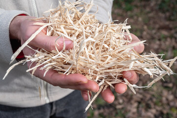 wood shavings held in one hand. Close-up of wood chips. Human hands holding pieces of wood. Human hand with wood. Close-up of hands.Product for the vegetable garden.Mulching for the vegetable garden 