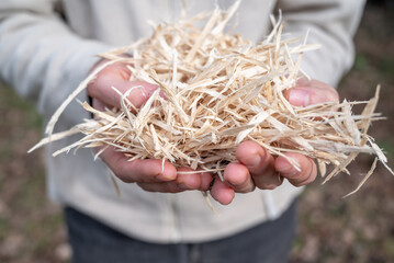 wood shavings held in one hand. Close-up of wood chips. Human hands holding pieces of wood. Human hand with wood. Close-up of hands.Product for the vegetable garden.Mulching for the vegetable garden 