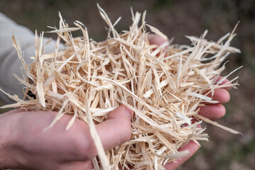 wood shavings held in one hand. Close-up of wood chips. Human hands holding pieces of wood. Human...