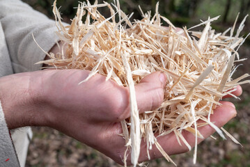 wood shavings held in one hand. Close-up of wood chips. Human hands holding pieces of wood. Human hand with wood. Close-up of hands.Product for the vegetable garden.Mulching for the vegetable garden 