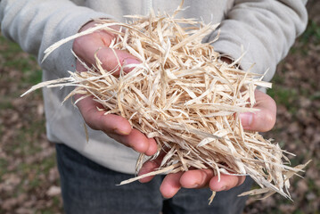 wood shavings held in one hand. Close-up of wood chips. Human hands holding pieces of wood. Human hand with wood. Close-up of hands.Product for the vegetable garden.Mulching for the vegetable garden 