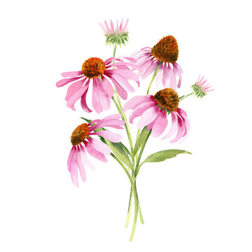 Watercolor pink echinacea flowers isolated. Hand painted illustration with elegant garden pink daisies flowers to design invitations, postcards and other print