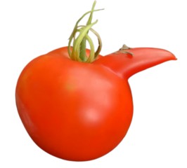 Weird tomato with face