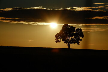 Baum mit tiefer Sonne