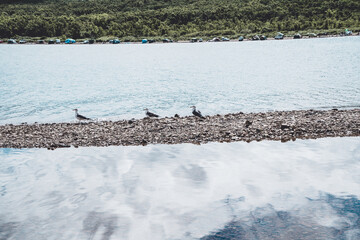 Seagulls on the rocky shore.