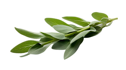 Fresh Sage Twig and Leaves Isolated on Transparent or White Background, PNG