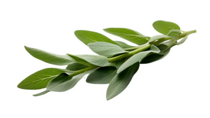Fresh Sage Twig and Leaves Isolated on Transparent or White Background, PNG