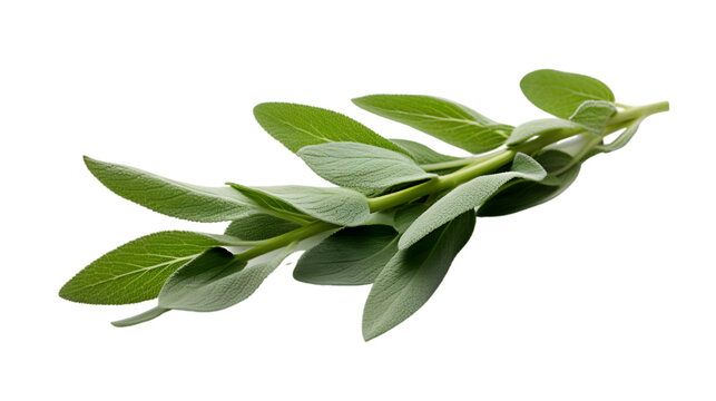 Fresh Sage Twig and Leaves Isolated on Transparent or White Background, PNG