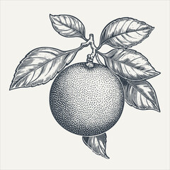 Grapefruit with leaves. Vintage woodcut engraving style vector illustration.