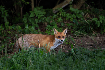 Red Fox - Vulpes vulpes, beautiful popular carnivores in winter from European forests, White Carpathians, Czech Republic.