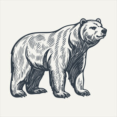 Bear. Vintage woodcut engraving style vector illustration.	