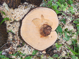 Cut down a tree. Rings of life in the form of an apple. The concept of environmental protection.