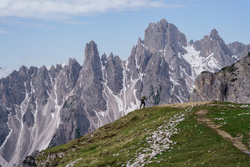 Samotny biegacz w Alpach - obrazy, fototapety, plakaty