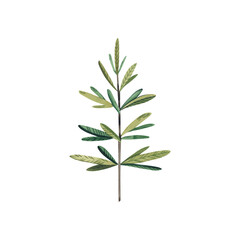 Fir. Watercolor illustration on an isolated background. Hand-painted. Forest plants. Ecology.