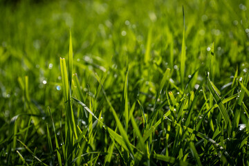 a close up of green grass with water droplets